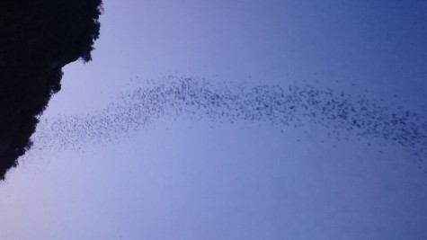 Bats!