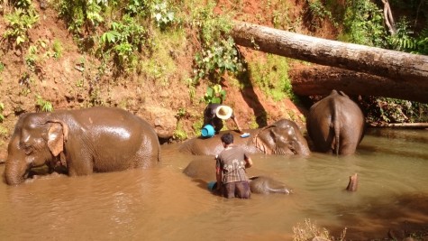 Note the elephant on its side and the one on the left about to leave