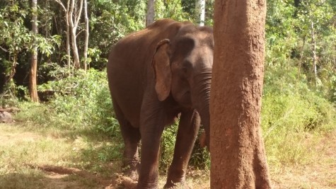 Scratching against a tree