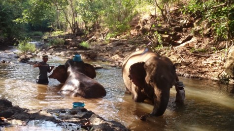 Note the highly effective bath bucket on head strategy